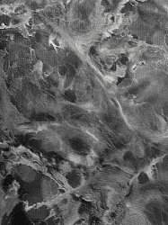 R23008 Fipar обои флизелиновые 1,06*10м/4